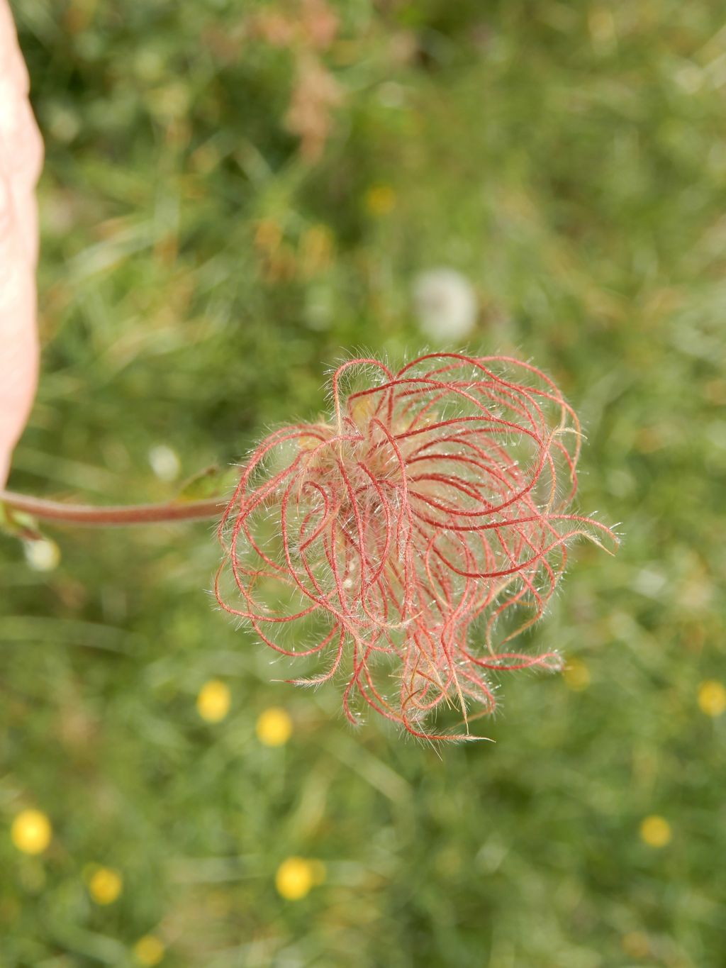 Geum montanum (Rosaceae)